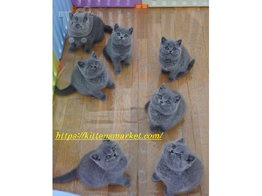 PoulaTo: highly trained british shorthair kittens available